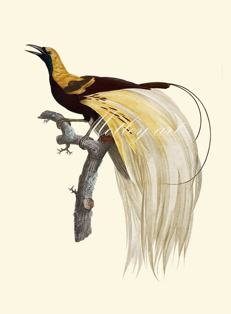 800x1085 Paradise Bird Vintage Instant Download Clipart Nature Zoology Etsy