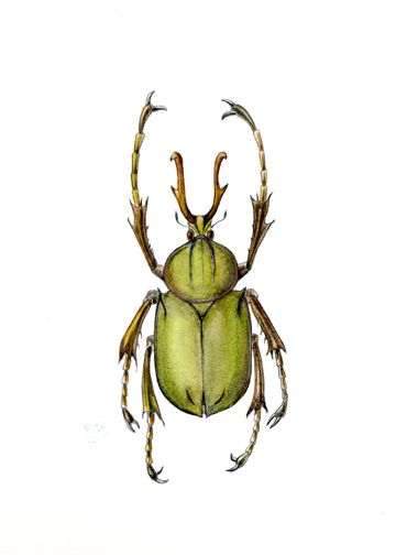 360x504 Insect Paintings