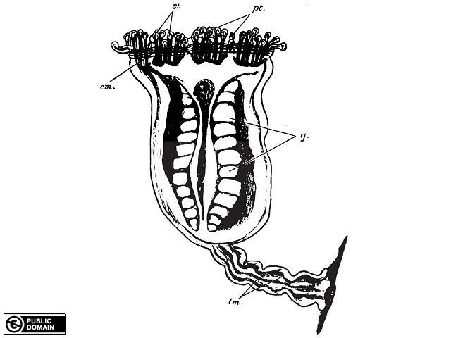 640x480 Stauromedusae Uk