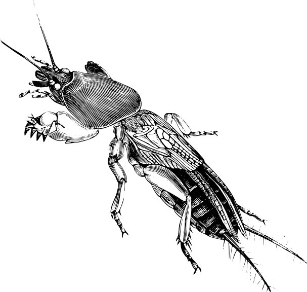 607x576 stir fry central line drawings