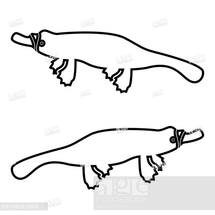 701x700 Zoology Underwater Platypus Stock Photos And Images Age Fotostock