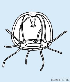 Zooplankton Drawing | Free download on ClipArtMag