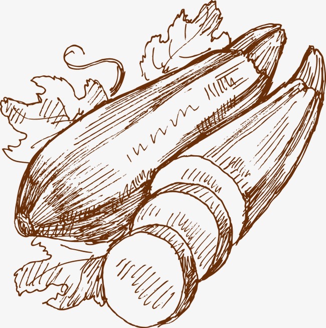 650x653 hand painted zucchini, hand painted, vegetables, squash png image