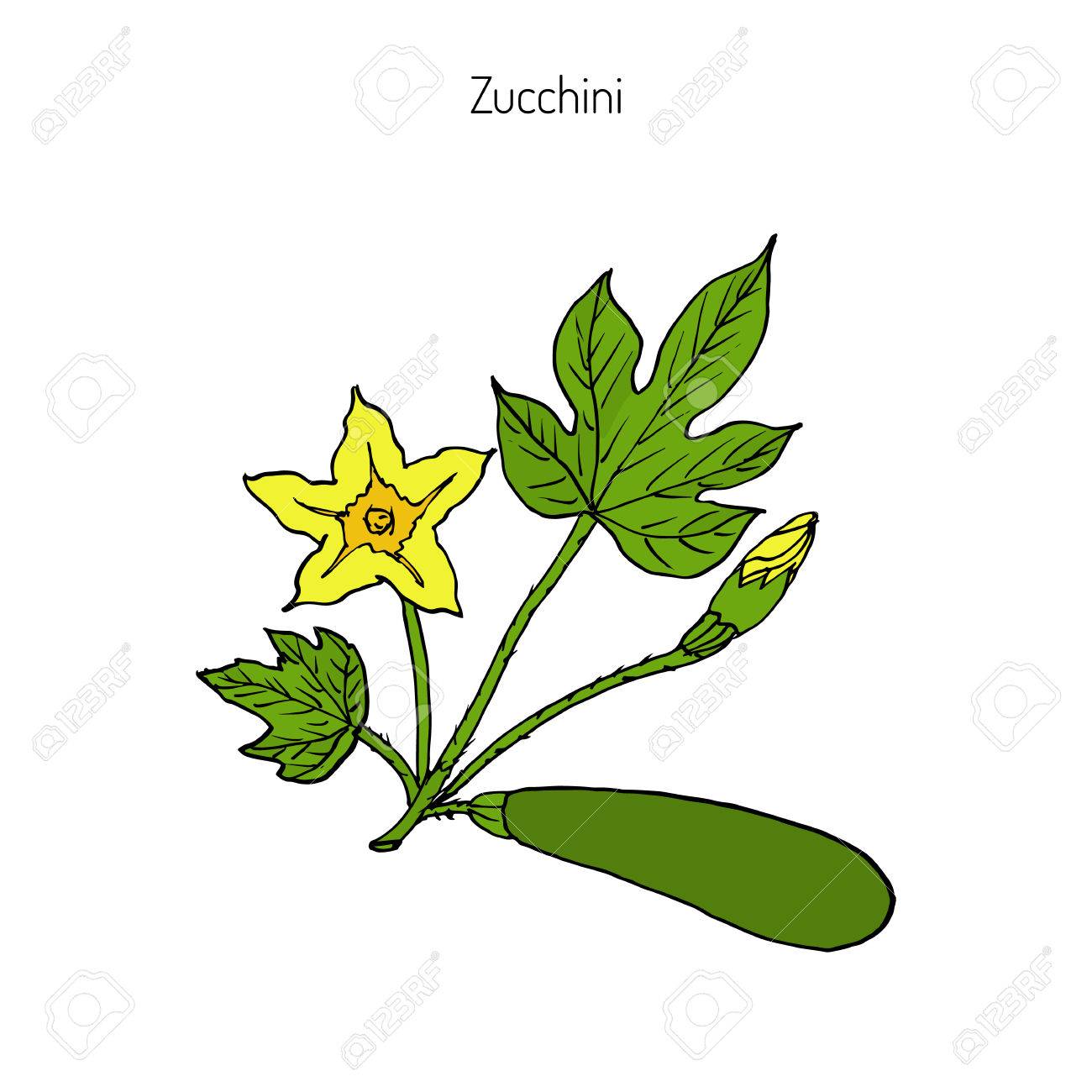 1300x1300 Zucchini Clipart Drawing