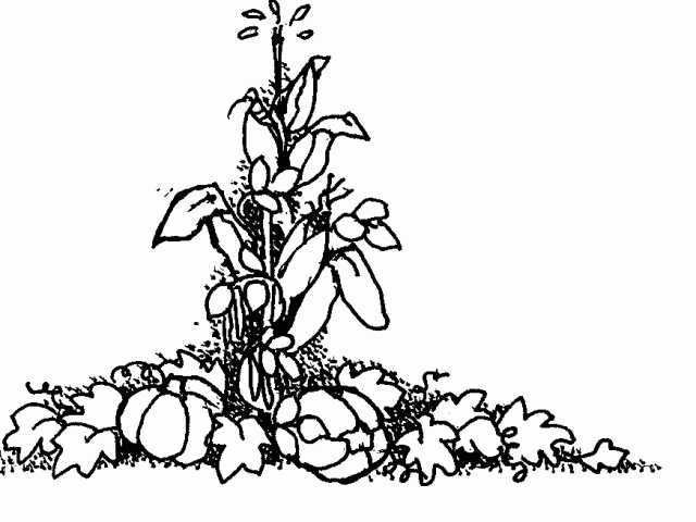 640x480 Zucchini Clipart Drawing