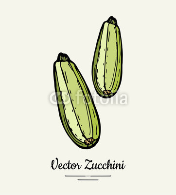 362x400 Zucchini Hand Drawn Illustration Hipster Illustration