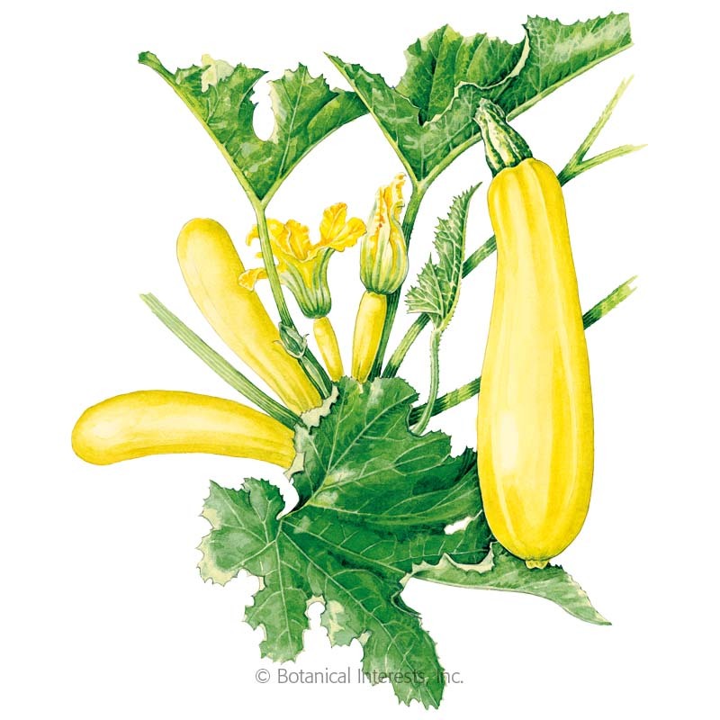 800x800 Cube Of Butter Summer Squash Seeds, View All Vegetables Botanical