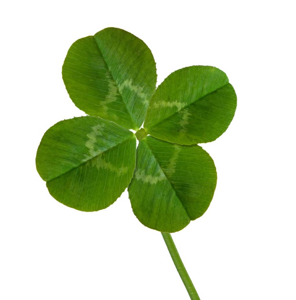 1024x1036 Four Leaf Clover Wallpapers