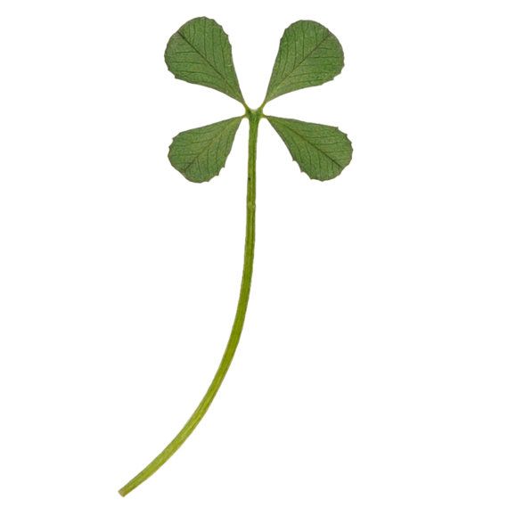 570x570 9 Best Lucky 4 Four Leaf Clover Images Irish, Good