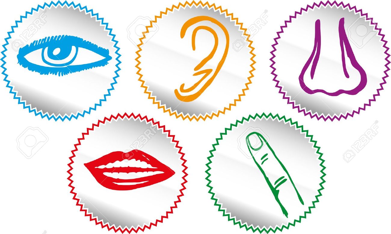 1300x777 Five Clipart Sense Organ