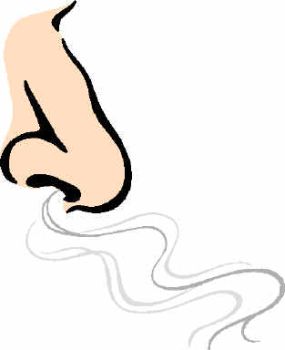 285x350 Taste And Sense Of Smell Clipart