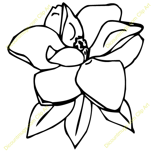 500x500 Magnolia Clipart