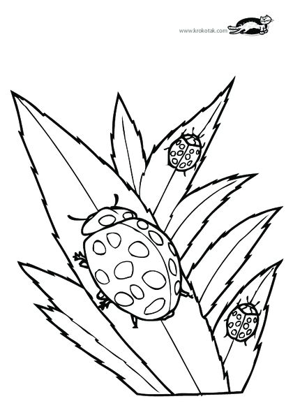 420x594 52 Best Insekten Kleurplaten Images Bugs, Coloring