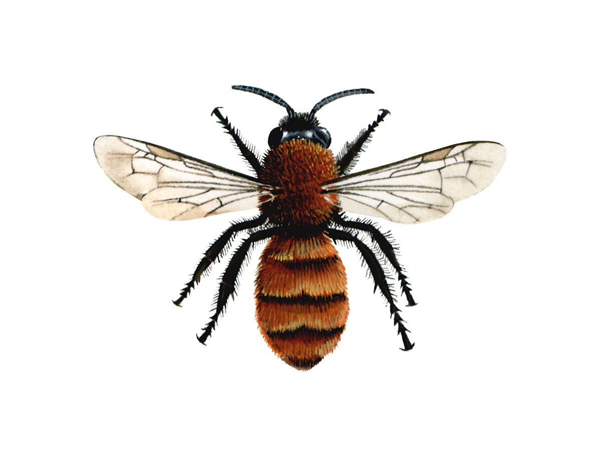 1200x900 The Great British Bee Count Friends Of The Earth