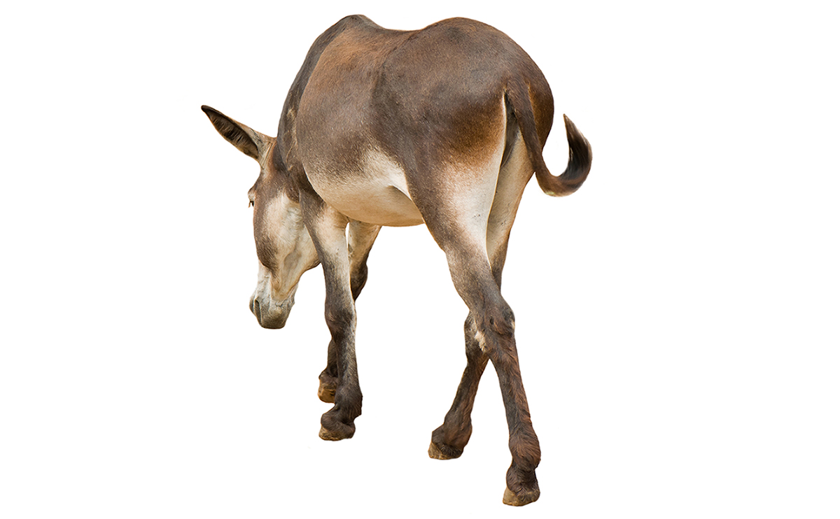 1200x742 Dat Ass Donkey Words And Idioms