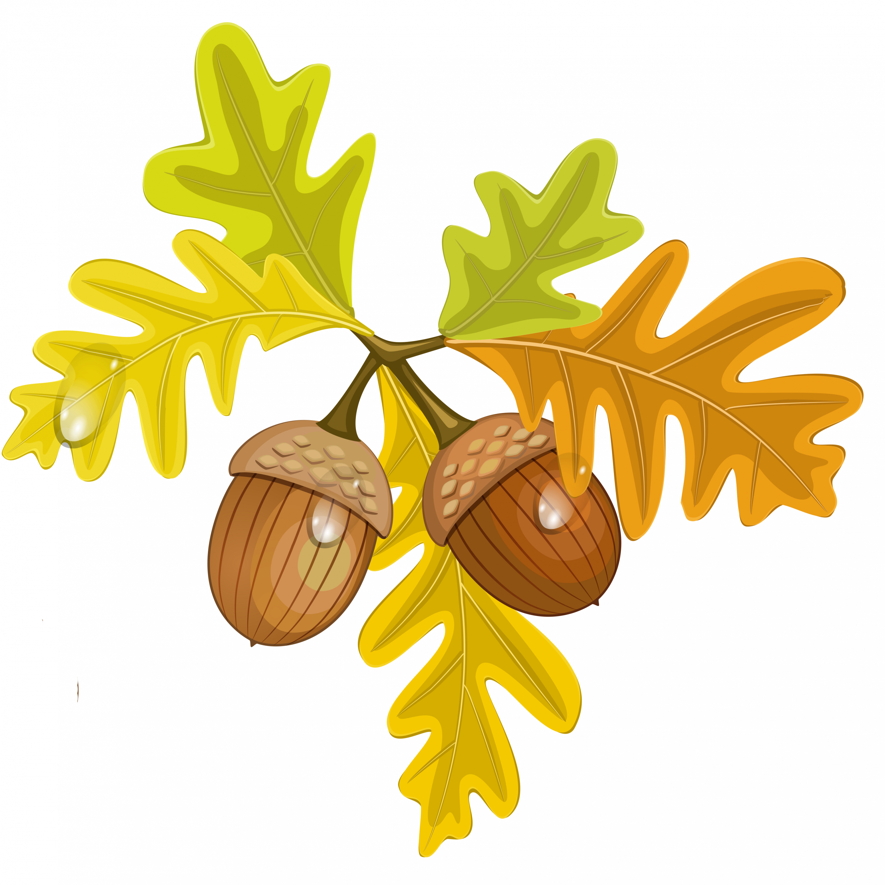 3000x3000 Acorn Leaf Clipart Amp Acorn Leaf Clip Art Images