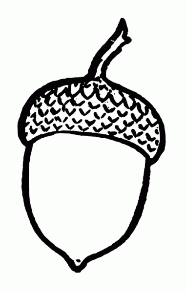 381x600 Acorn Clipart 6 Nice Clip Art