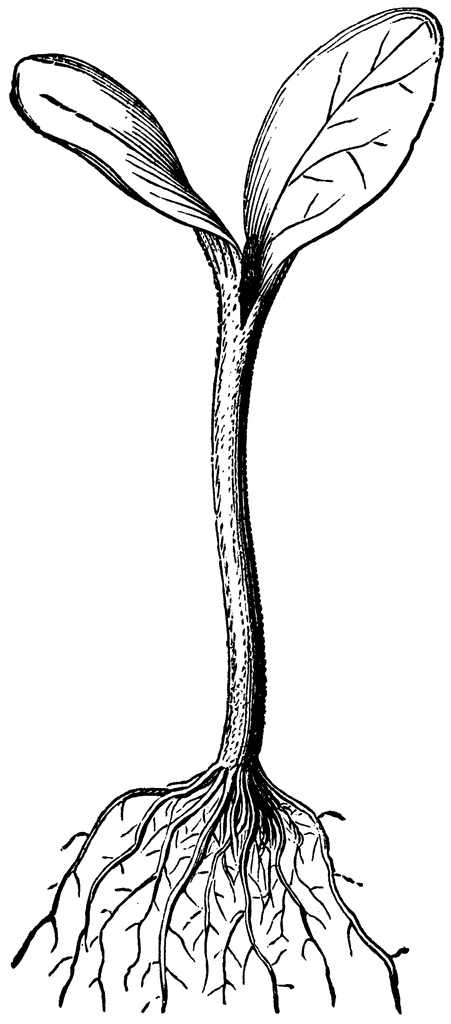 451x1024 Acorn Clipart Sprout