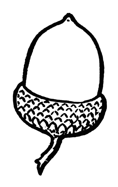 405x640 Acorn Clipart Etc