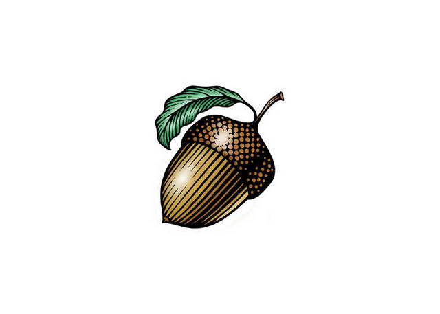 640x457 Acorn Drawing