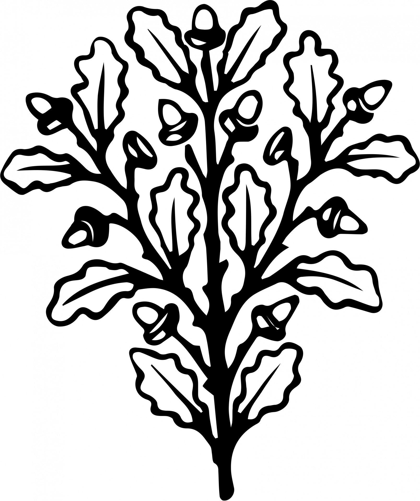 1608x1920 Acorn Sprig Free Stock Photo