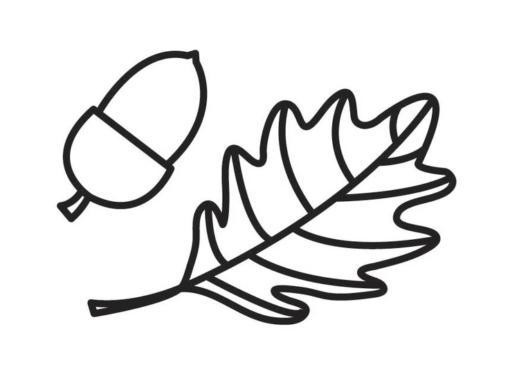 750x531 Coloring Page Acorn And Acorn Leaf