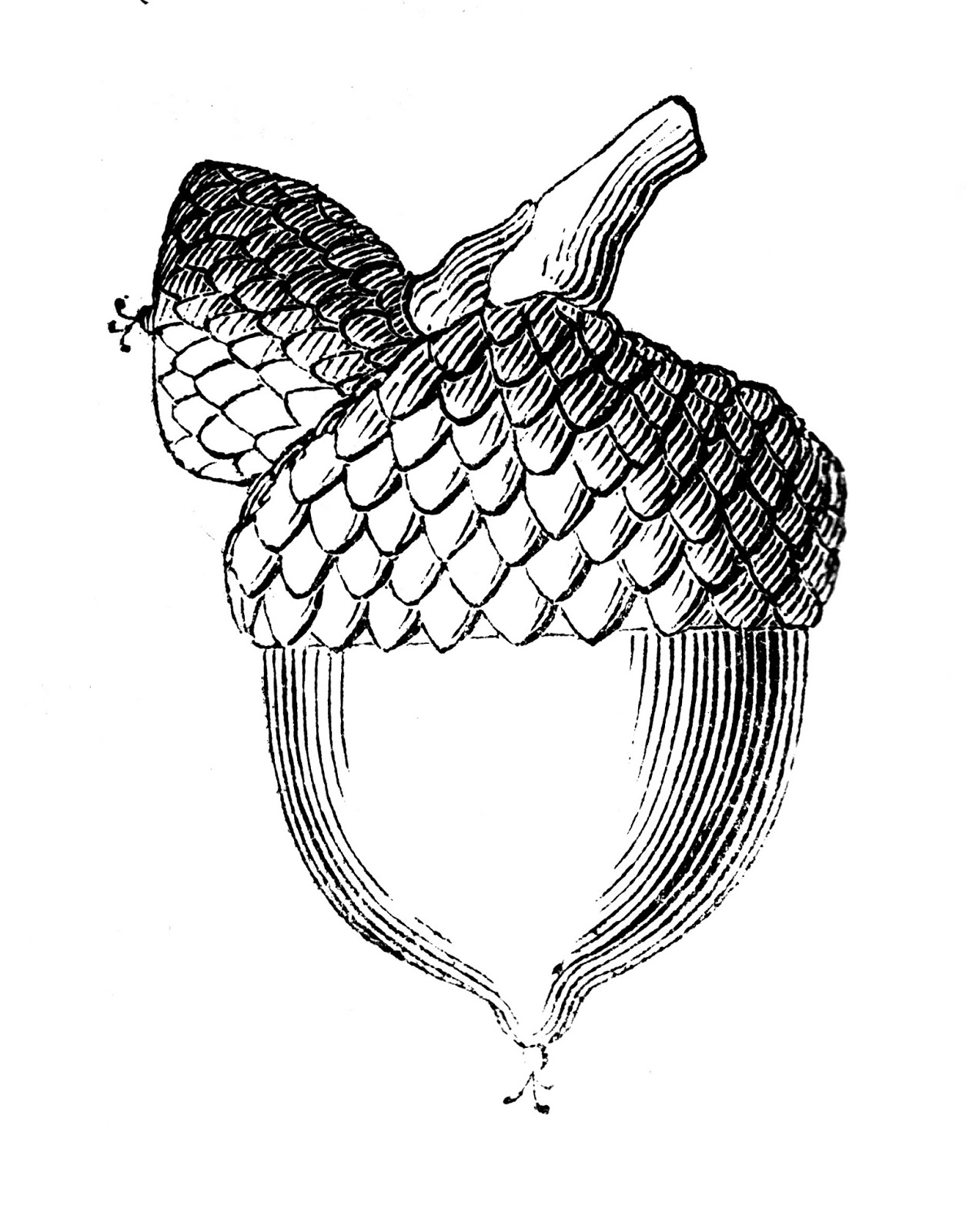 1268x1600 Free Vintage Acorn Prints Etchings