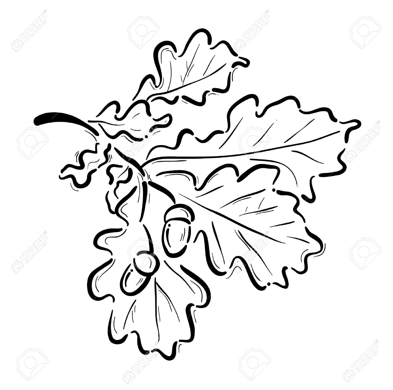 1300x1293 Oak Branch With The Acorns Royalty Free Cliparts, Vectors,