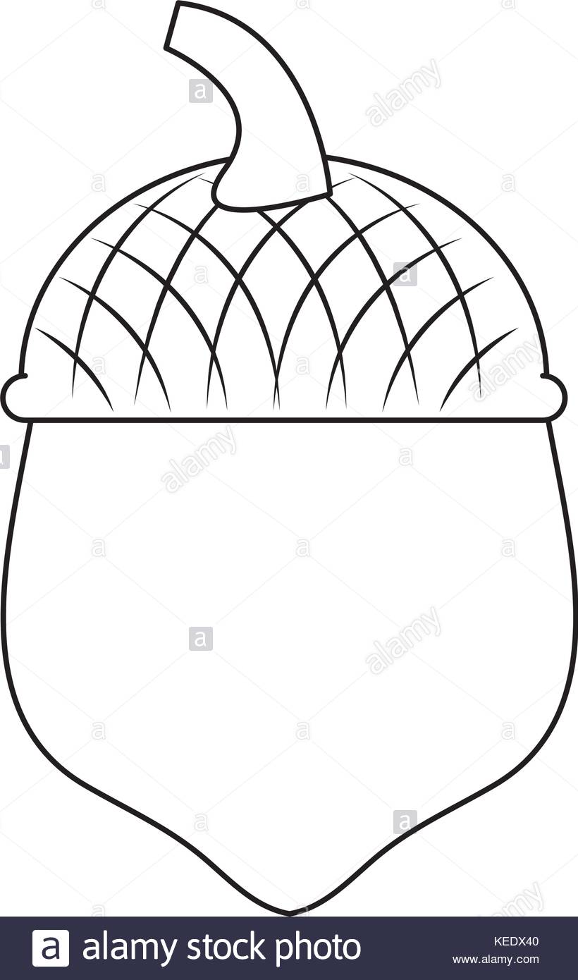 820x1390 Acorn Black And White Stock Photos Amp Images