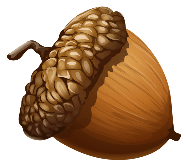 600x537 Acorn Clipart