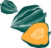 170x160 Clip Art Of Acorn Squash Acornsq2