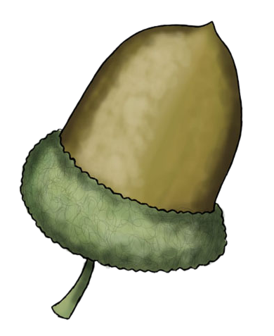 390x477 Free Acorn Clip Art
