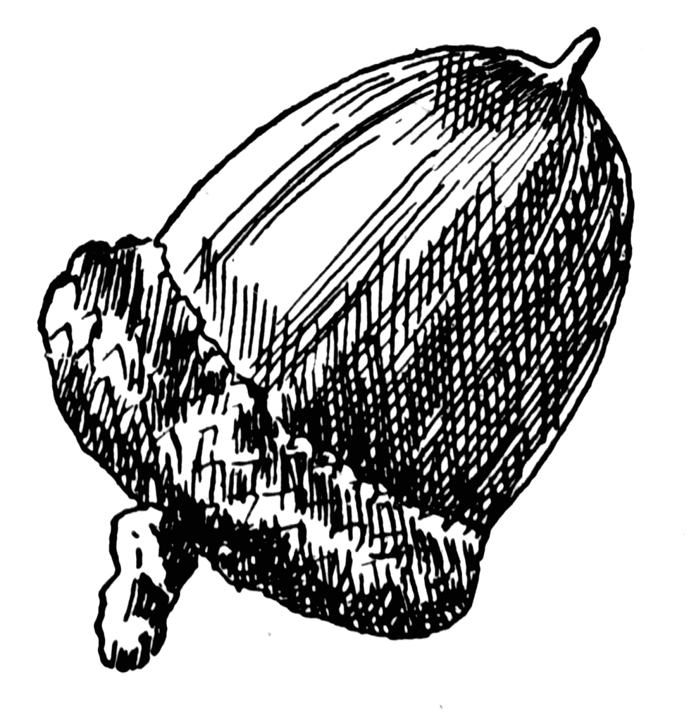 978x1024 Red Oak Acorn Clipart Etc
