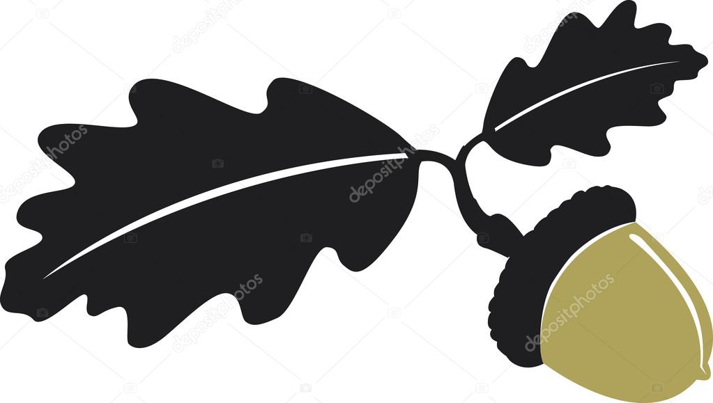 1023x579 Vector Acorn Branch Stock Vector E.kataev