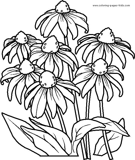 539x639 Flower Coloring Pages For Adults Flowers Advanced Coloring Pages