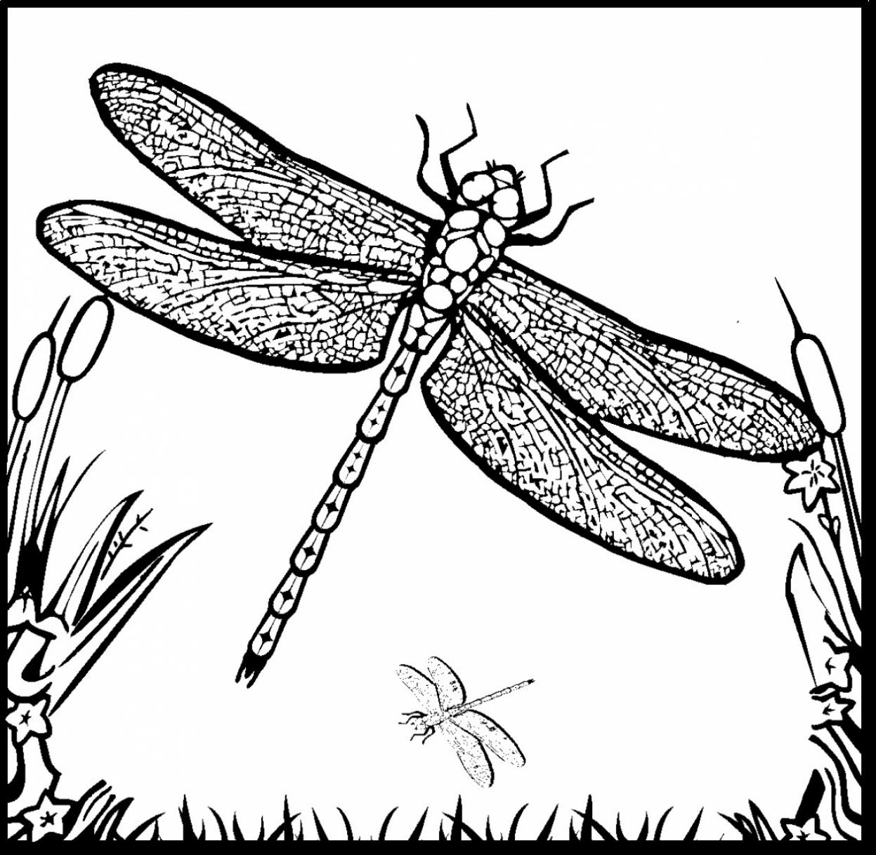 1247x1218 Impressive Dragonfly Fairy Coloring Pages With Free Printable