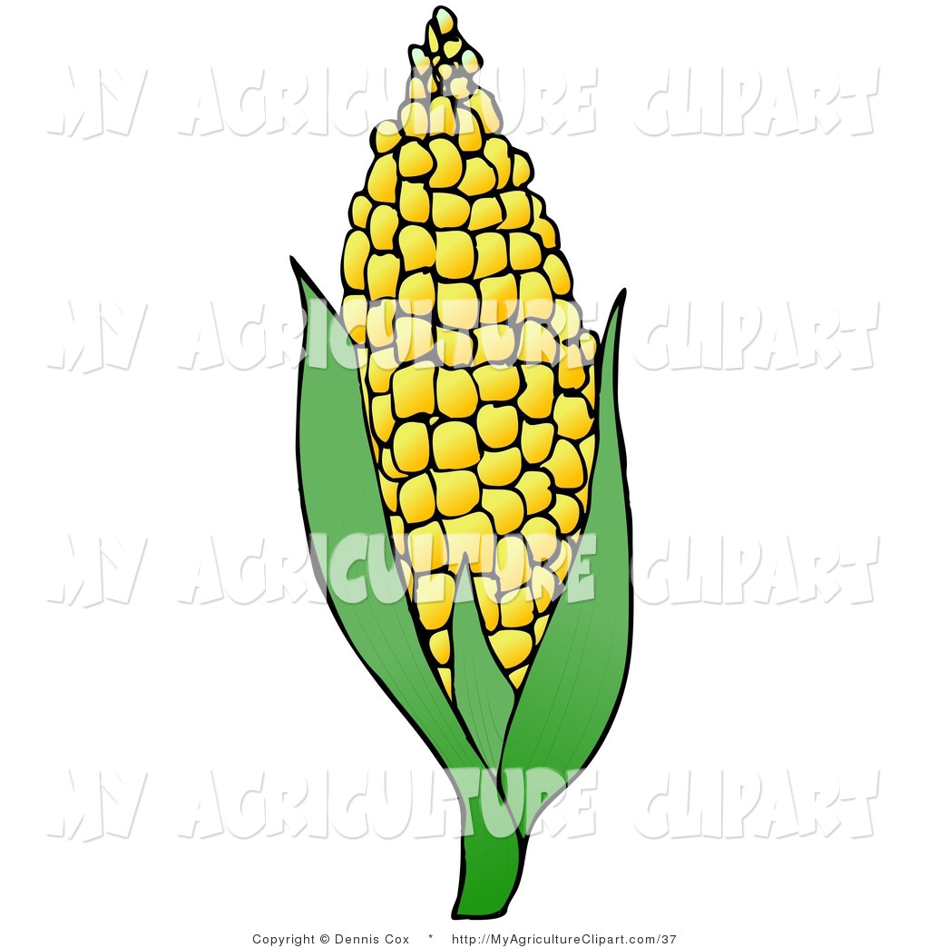 1024x1044 Ear Of Corn Clipart