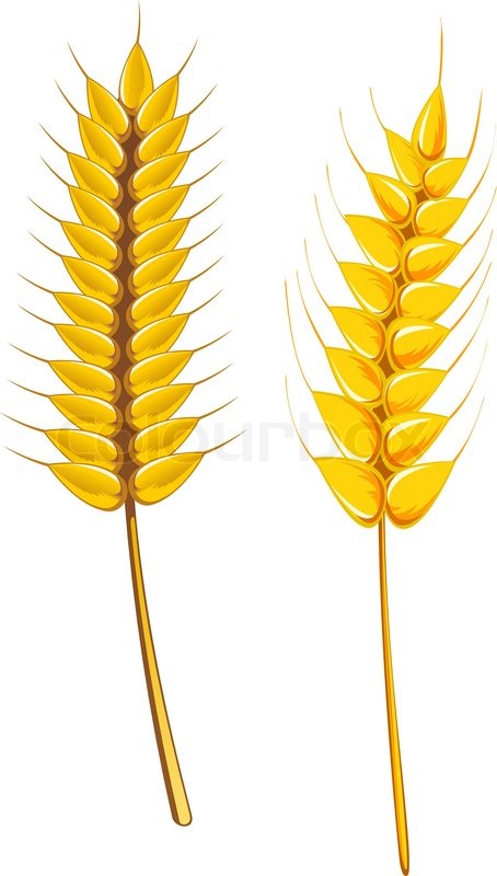 454x800 Wheat Clipart Agriculture