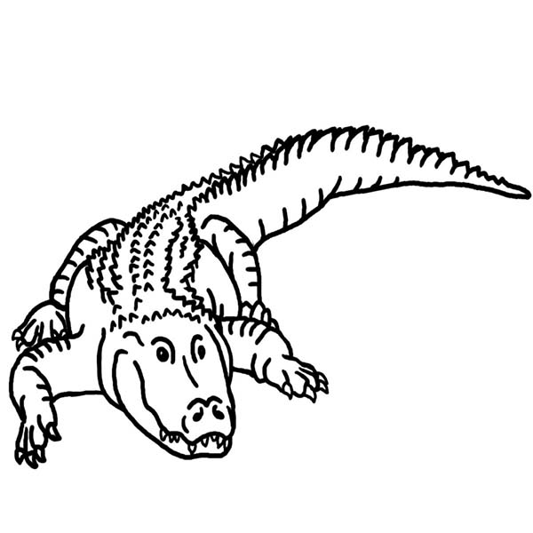 600x600 Drawn Crocodile Black And White