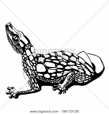 450x470 Alligator Images, Illustrations, Vectors