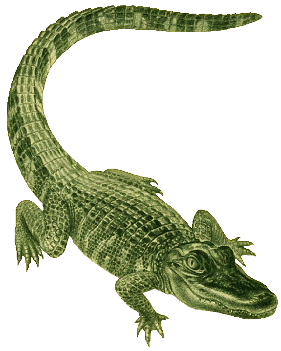 575x720 Free Alligator Clipart