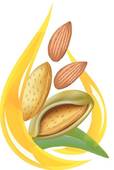 114x170 Almond Clip Art