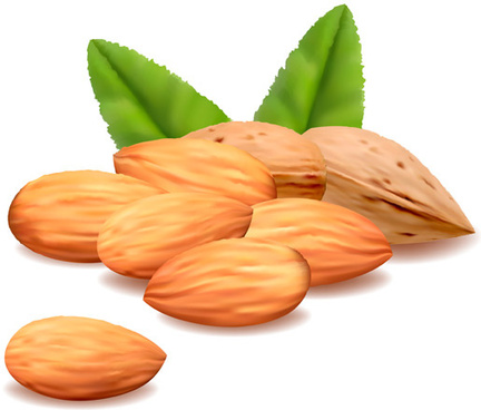 432x368 Free Almond Vector Free Vector Download (16 Free Vector)