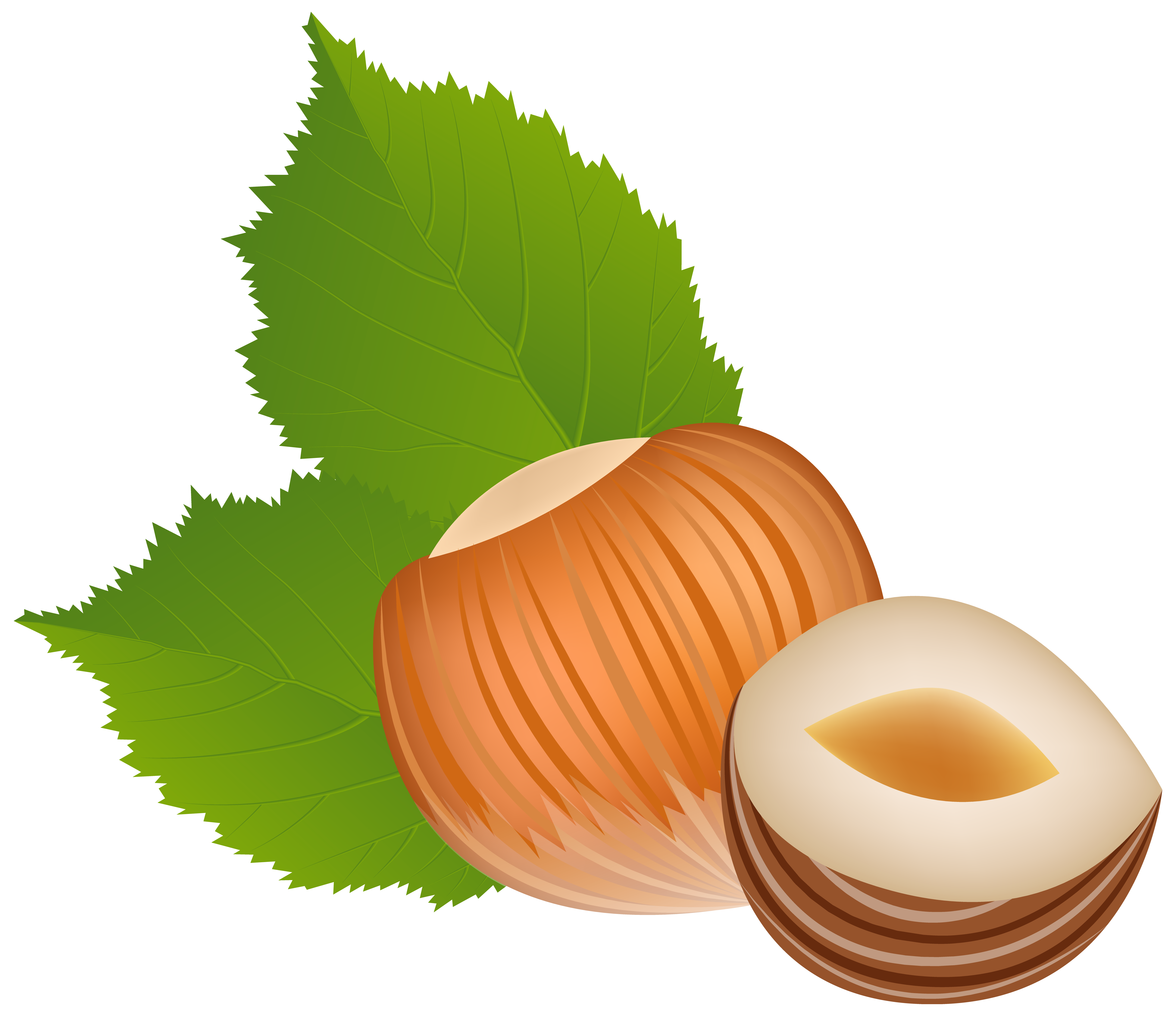 6256x5405 Nut Clipart Hazelnut