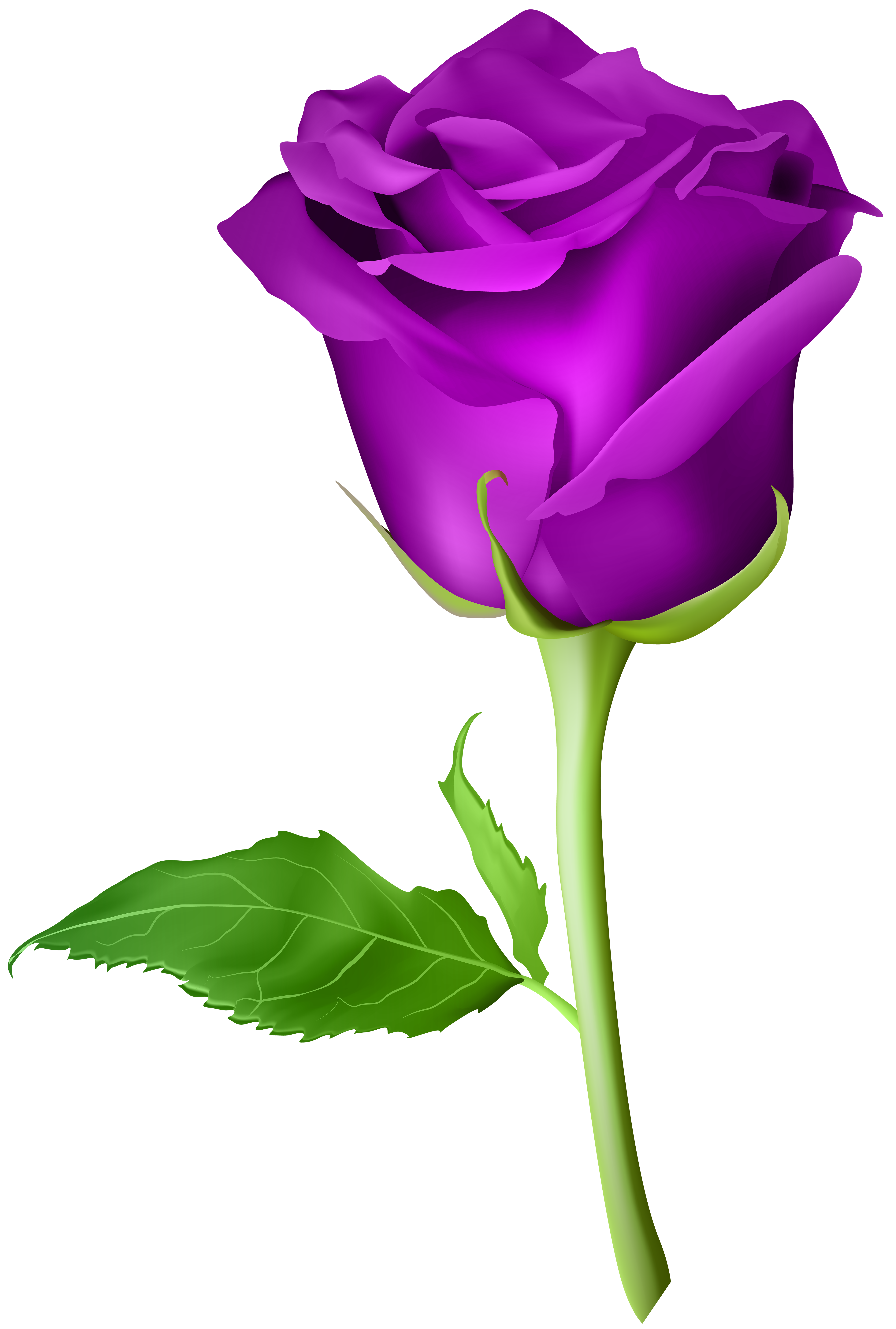 4721x7000 Rose Purple Transparent Png Clip Art Imageu200b Gallery Yopriceville