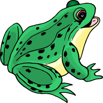 400x399 Bullfrog Clipart Amphibian