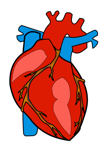 356x488 Organs Clipart Anatomical Heart
