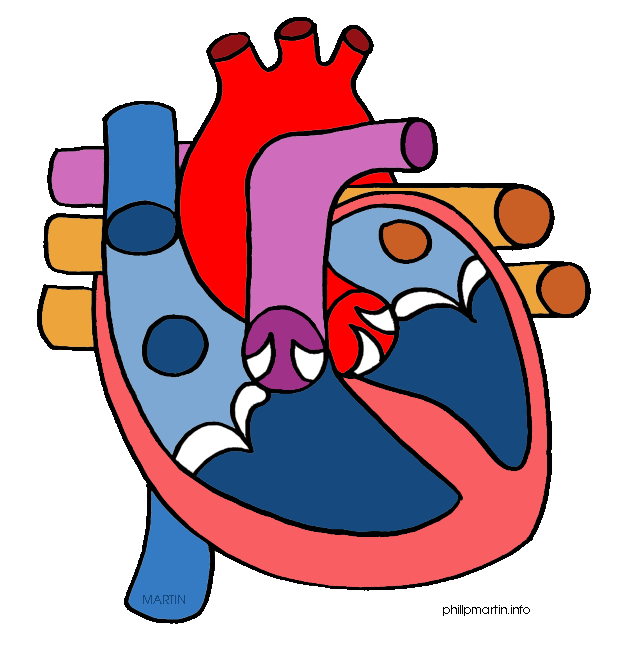 624x648 Anatomy Clipart Anatomical Heart