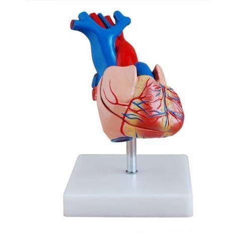 500x463 Anatomical Heart Model Teaching Amp Education Supplies Ebay