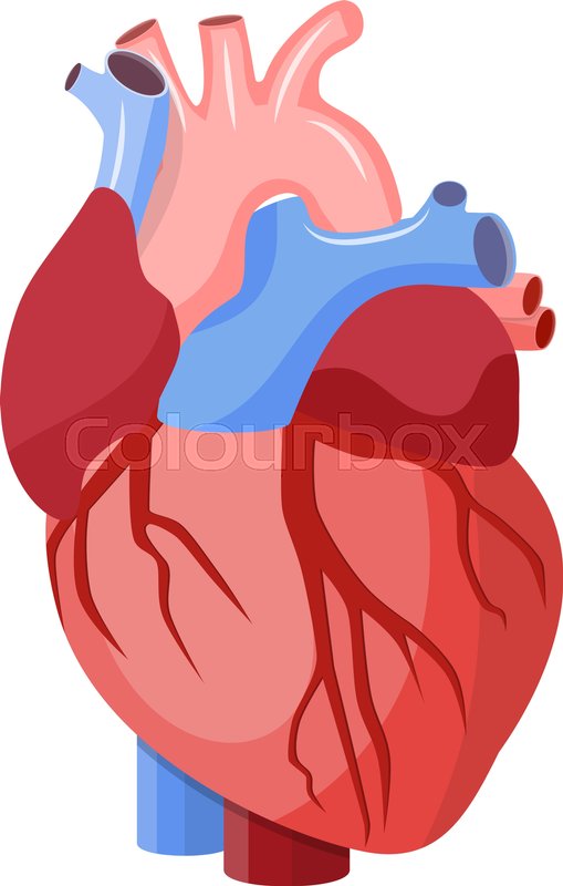 Anatomical Heart Pictures | Free download on ClipArtMag